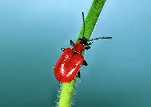 Ailsa Hopkin: Red Lily Beetle - Adult on plant stem