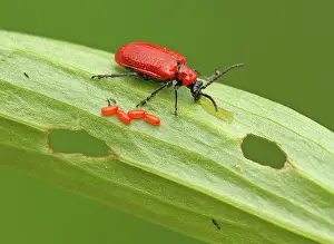 Lilii: Red Lily Beetle eggs on lily leaf excreting from