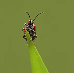 Lilii: Red Lily Beetle at end of lily leaf May