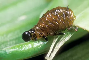 Grub: Red Lily Beetle - Larvae
