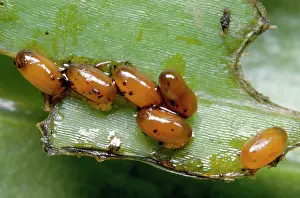 Lilii: Red Lily Beetle larvae - eggs