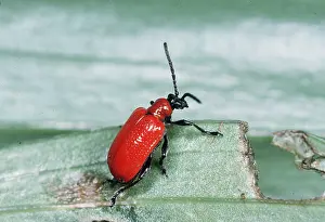 Cycles: RED LILY BEETLE - laying eggs
