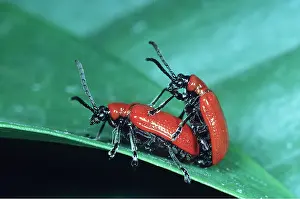 Cycles: RED LILY BEETLES - mating pair. Common garden pest