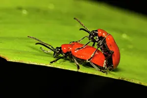 Lilioceris: Red Lily Beetles - pair mating