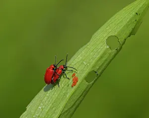 Paired: Red Lily Beetles paired with eggs on Lily leaf May