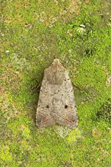 Quaker: Red-line Quaker Moth