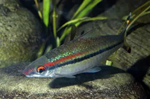 Barb: Red Line Torpedo Barb