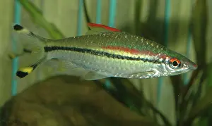 Barb: Red line torpedo barb
