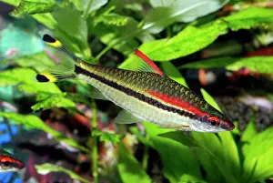 Rasbora: Red Line Torpedo Fish