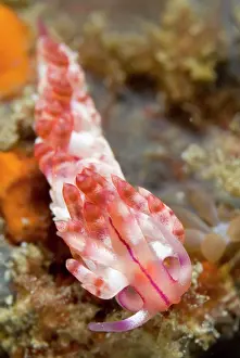 Cerata: Red-lined Flabellina Nudibranch