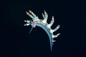 Besar: Red-lined Flabellina Nudibranch swimming in water