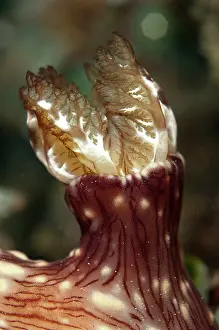 Jorunna: Red-lined Jorunna Nudibranch - gills