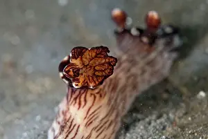 Gill: Red-lined Jorunna Nudibranch - gills
