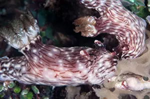 Gill: Red-lined Jorunna Nudibranchs - feeding pair