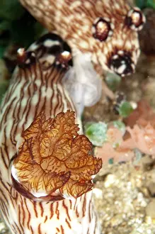 Jorunna: Red-lined Jorunna Nudibranchs - mating pair