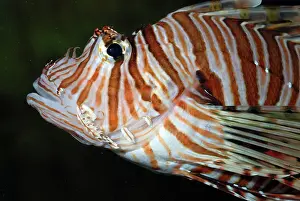 Volitans: Red Lion Fish / Dragonfish - reefs