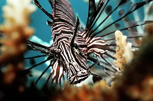 Volitans: Red Lionfish
