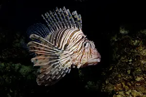 Volitans: Red Lionfish