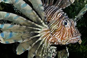 Volitans: Red Lionfish / Dragon Fish