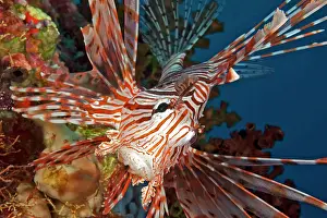 Volitans: Red Lionfish (Pterois volitans), Indian Ocean, Maldives