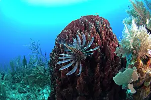 Pete: Red Lionfish (Pterois volitans) Coral Reef