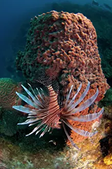 Pete: Red Lionfish (Pterois volitans) Coral Reef