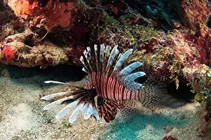 Pete: Red Lionfish (Pterois volitans) Coral Reef