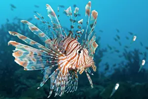 Sweeper: Red Lionfish (Pterois volitans) hunting Glassy Sweepers