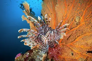 Fans: Red lionfish (Pterois volitans) in front of a Sea