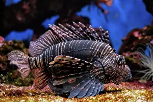 Volitans: Red lionfish (Pterois volitans) venomous coral reef