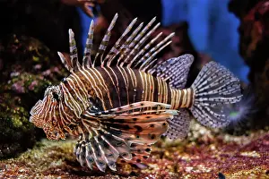 Volitans: Red lionfish (Pterois volitans) venomous coral reef