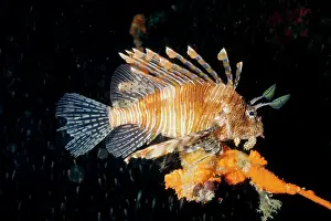 Volitans: Red lionfish, showing the venomous dorsal spines
