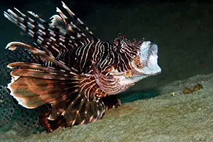 Volitans: Red Lionfish - yawning