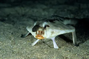 Batfishes: Red lipped Batfish - Galapagos Islands UNESCO Natural World