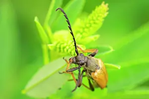 Rubra: Red longhorn beetle (Stictoleptura rubra) male