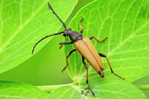 Rubra: Red longhorn beetle (Stictoleptura rubra) male