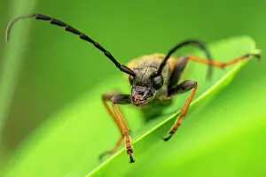 Rubra: Red longhorn beetle (Stictoleptura rubra) male