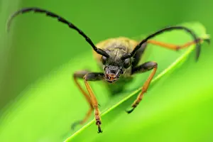 Red longhorn beetle (Stictoleptura rubra) male
