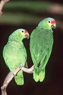 Honduras: Red-lored Amazon Parrot - two on perch