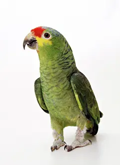 Lored: Red-lored Amazon PARROT - studio