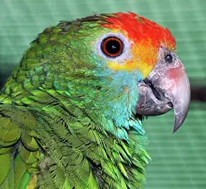 Lored: Red-lored Amazon / Red -browed Amazon Parrot - endemic