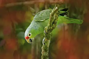 Waiting: Red-lored Parrot, Amazona autumnalis