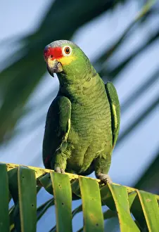 Lored: Red-lored / Red-fronted Amazon Parrot
