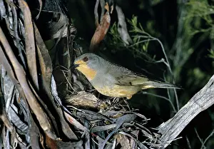 Pachycephala: Red-Lored Whistler