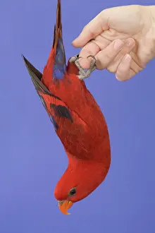 Lorries: Red Lory