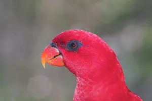 Lory: Red LORY - close-up of head