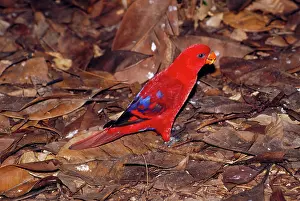 Lory: Red Lory - feeding on rainforest floor