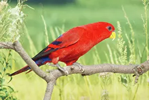 Moluccan: Red Lory / MOLUCCAN RED LORY