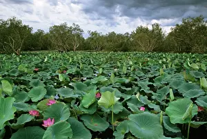 Nelumbo: Red Lotus - Surrounded by Paperbark trees (Melaleuca