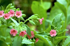 Lungwort: Red Lungwort - Pulmonaria rubra in flower - spring
